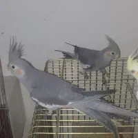 عروس هلندی|پرنده|تهران, دولاب|دیوار