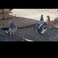 کبوتر|پرنده|کازرون, |دیوار