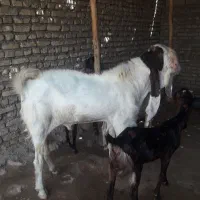بز گلابی