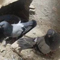 کبوتر