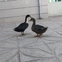 مرغ و خروس سالم و دوتا غاز|حیوانات مزرعه|کوهدشت, |دیوار