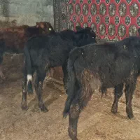 گوساله نر گاو ورزا