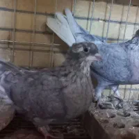 کفتر دم سفید|پرنده|شاهین‌شهر, خانه کارگر|دیوار