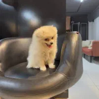 سگ پامرانین میکس