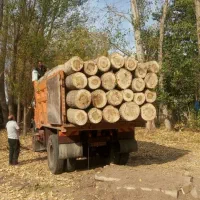 خرید نقدی چوب و درخت|خدمات باغبانی و درختکاری|میاندوآب, |دیوار