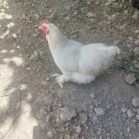 مرغ و خروس کوشین بسیار زیبا