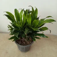 گل اپارتمانی دراسنا کامپکت