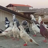 کبوتر
