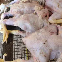 مرغ تلفاتی