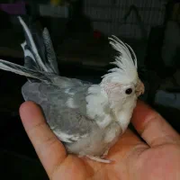 چوچه سرلاکی عروس هلندی.|پرنده|فردیس, شهرک وحدت|دیوار