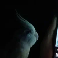 آلبینو فوق العاده زیبا و باهوش