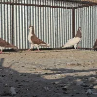 فروش ۵ عدد کبوتر رنگی