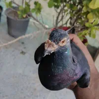 کبوتر سیاه خارجی|پرنده|برازجان, |دیوار