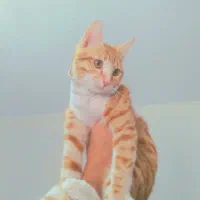 واگذاری گربه