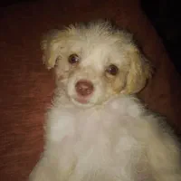 سگهای پا کوتاه نژادهای مختلف