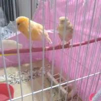 قناری نر ماده|پرنده|مشهد, فریزی|دیوار