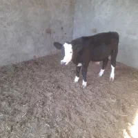 گوساله|حیوانات مزرعه|طاغنکوه, |دیوار