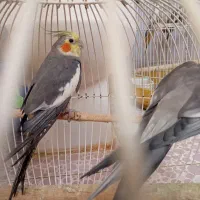 فروش فوری 15 عدد عروس هلندی و 4 عدد مرغ عشق