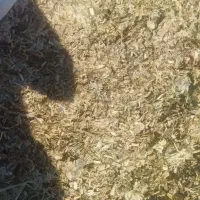 سیلوزرت|لوازم جانبی حیوانات|قیدار, |دیوار
