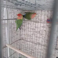 عروس هلندی سخن گو|پرنده|صدرا-فارس, فاز ۱|دیوار