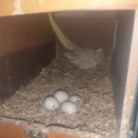 عروس هلندی نرو ماده دارای نر آواز خوان و اهلی رام