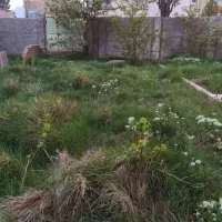 زمین در ینگی امام