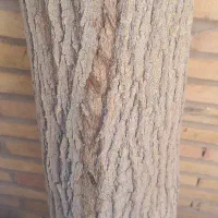 چوب درخت توت