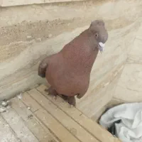 کبوتر راعبی|پرنده|قم, بکایی|دیوار