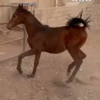 یه عدد کره نریون یه سر پدر ریکارو دی دی