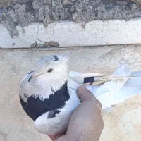 طوقی|پرنده|مسجد سلیمان, |دیوار