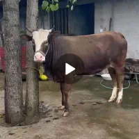 گاوماده دورگه سیمنتال محلی