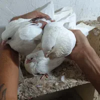 کبوتر|پرنده|بندرلنگه, |دیوار