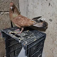 کله ای گلالی