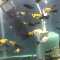 مولی پاندا مولد|ماهی|مشهد, ادیب نیشابوری (شهرک غرب)|دیوار