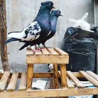 کبوتر سینه سیاه