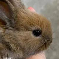 خرگوشی پفکی