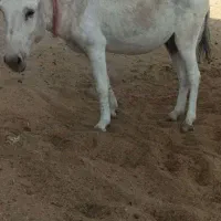 فروش الاغ و کره اسب مادیان