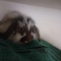 خرگوش پشمالو ماده|موش و خرگوش|فردوس (خراسان), |دیوار