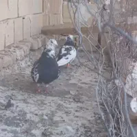 کفتر آلمانی