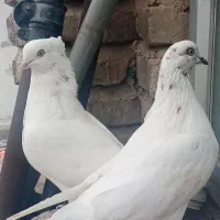 کبوتر نر و ماده