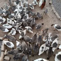 غاز|حیوانات مزرعه|میانه, |دیوار