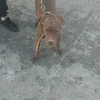 واگذاری توله سگ‌ پیتبول