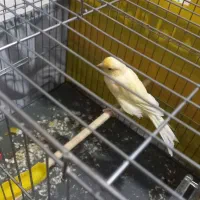 با سلام قناری ماده اماده خوشرنگ وسرحال|پرنده|اندیشه, اندیشه فاز ۱|دیوار