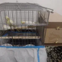 یک جفت عروس هلندی لوتینو صددرصد مولد تضمینی 4 تخم|پرنده|بومهن, |دیوار