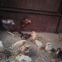 جوجه یه روزه لاری ۴۰۰تومن