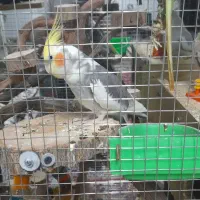 عروس هلندی مولد