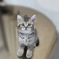 میکس بریتیش و استِرِیت اسکاتیش(اسکاتیش گوش صاف)