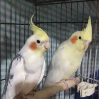 جفت کار داده|پرنده|سمنان, |دیوار
