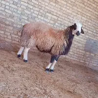 قوچ بذری