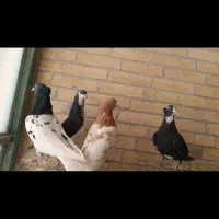 ۴ تا ماده اسطوره ضمانتی|پرنده|رفسنجان, |دیوار